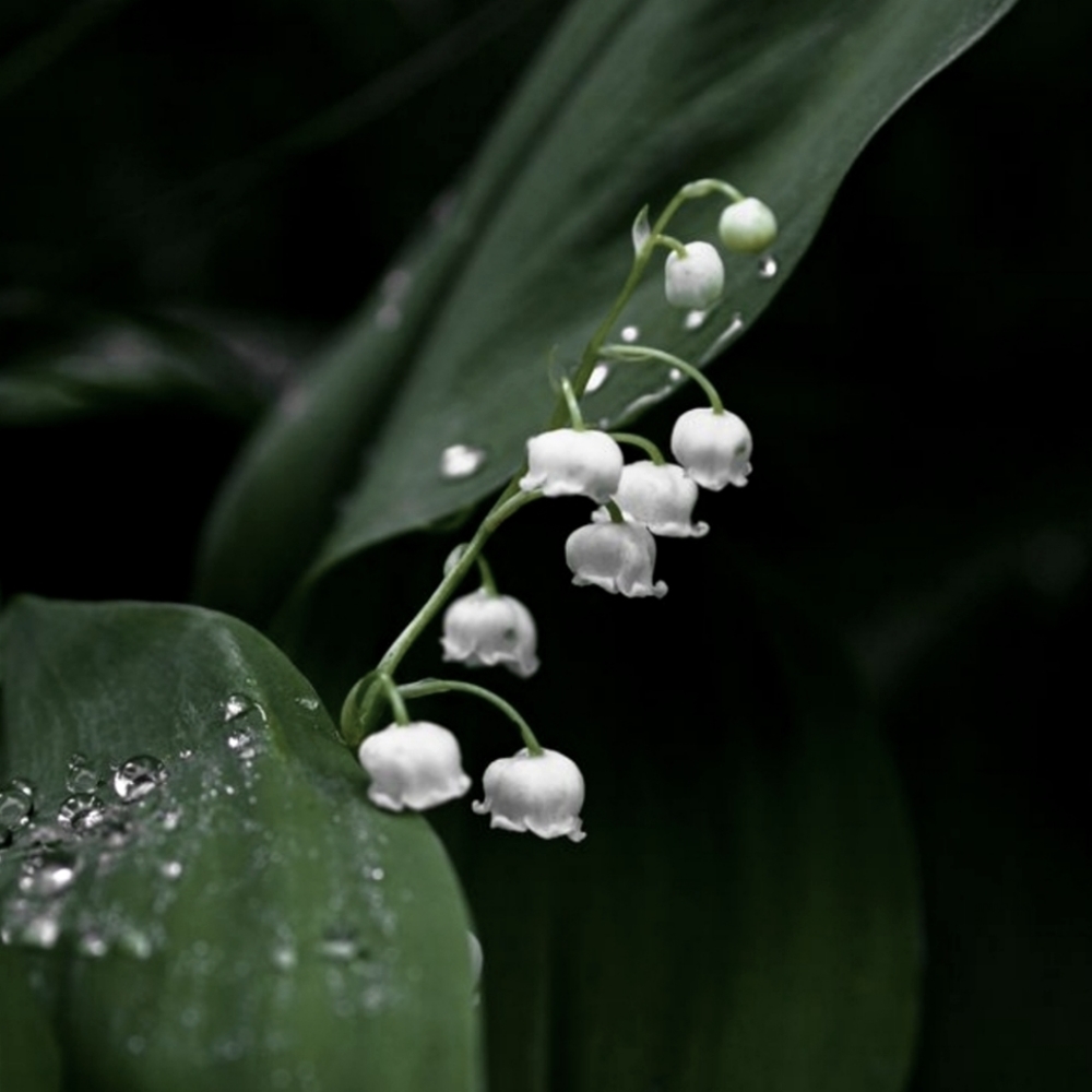 Meet your Posher, Bohemian Reign